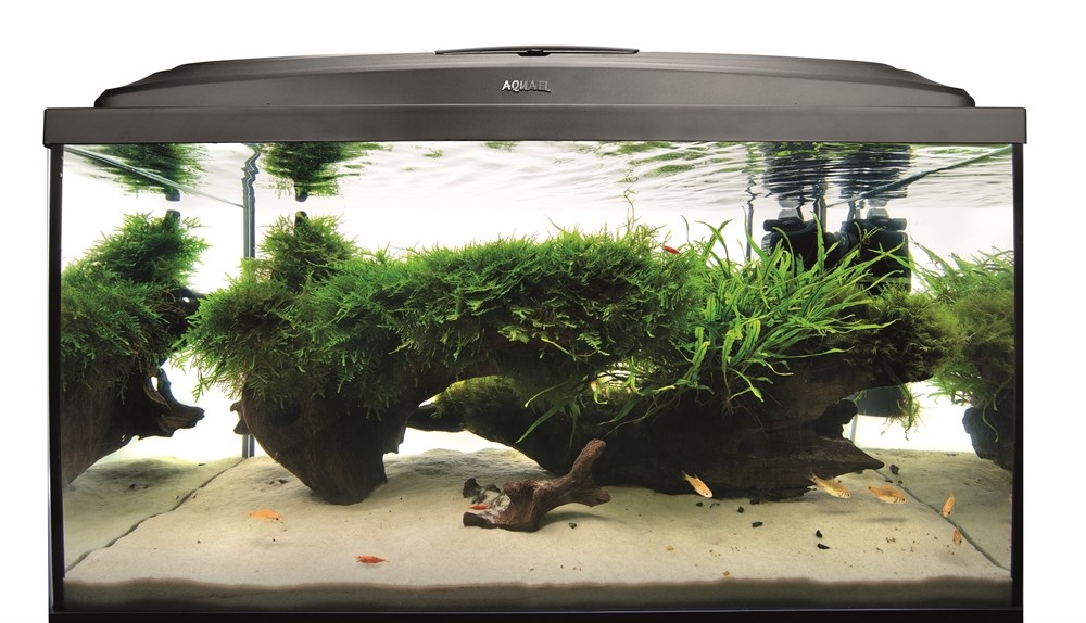 AQUAEL Mangro L (30-60 cм) - натуральная мангровая коряга 200297 - фото 17767