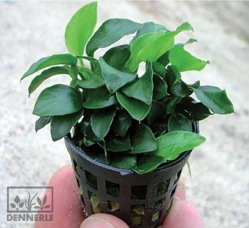 Dennerle Анубиас карликовый `Бонсай` - живое растение d744 - фото 18901