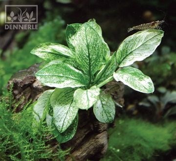 Dennerle Анубиас карликовый `Пинто` - растение для аквариума d30030 - фото 18905