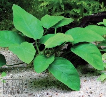 Dennerle Анубиас карликовый на камне -  живое растение d289 - фото 18907