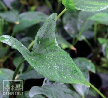 Dennerle Анубиас копьевидный - растение для аквариума d229 - фото 18909