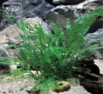 Dennerle Болбитис Геделоти - растение для аквариума d905 - фото 18911
