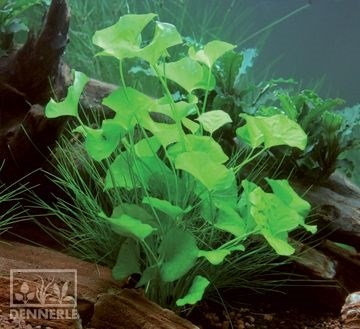 Dennerle Болотноцветик 'Тайвань' In-Vitro - растение для аквариума d30062 - фото 18913