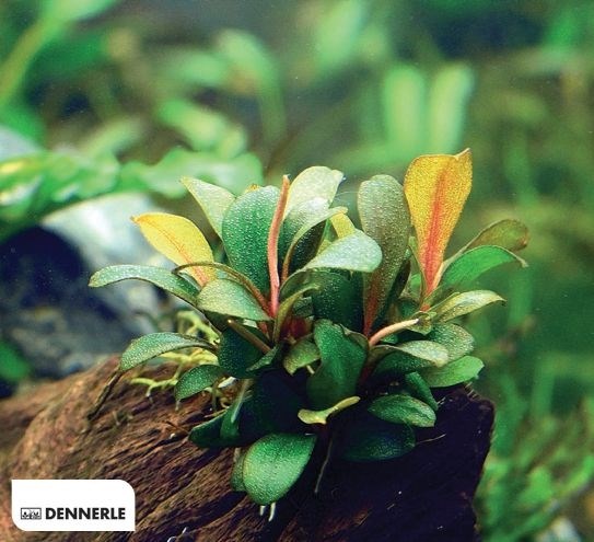 Dennerle Буцефаландра Брауни" - растение для аквариума" d30148 - фото 18920