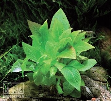 Dennerle Гигрофила лимонник `Компакт` - растение для аквариума d222 - фото 18922