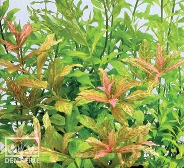 Dennerle Гигрофила многосемянная `Вечерняя заря` - растение для аквариума d221 - фото 18924