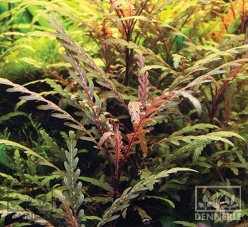 Dennerle Гигрофила перистонадрезанная - растение для аквариума d80 - фото 18926