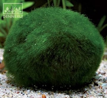 Dennerle Кладофора шаровидная - растение для аквариума d364 - фото 18932