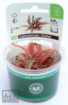 Dennerle Криптокорина `Фламинго` In-Vitro - растение для аквариума d945 - фото 18935