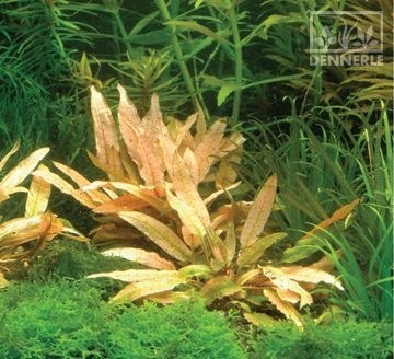 Dennerle Криптокорина `Фламинго` In-Vitro - растение для аквариума d945 - фото 18936