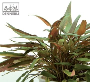 Dennerle Криптокорина Беккетта - растение для аквариума d431 - фото 18938