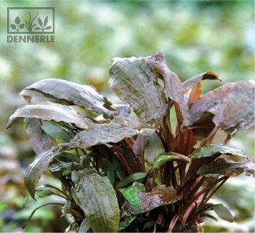 Dennerle Криптокорина Беккетта - растение для аквариума d431 - фото 18939