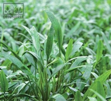 Dennerle Криптокорина блестящая - растение для аквариума d648 - фото 18941