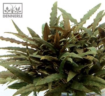 Dennerle Криптокорина Вендта `Компакт` - растение для аквариума d437 - фото 18943