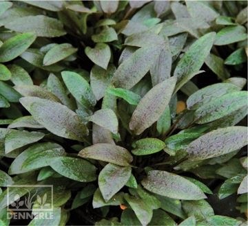 Dennerle Криптокорина Вендта `Компакт` - растение для аквариума d437 - фото 18944