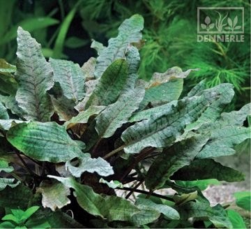 Dennerle Криптокорина Вендта `Коричневая` - растение для аквариума d412 - фото 18946