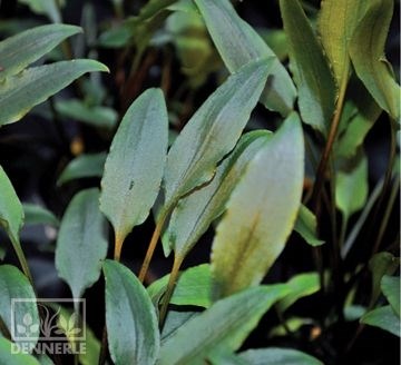 Dennerle Криптокорина желтая - растение для аквариума d435 - фото 18948