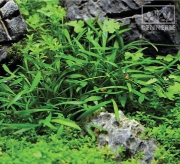 Dennerle Криптокорина мелкая - растение для аквариума d646 - фото 18950