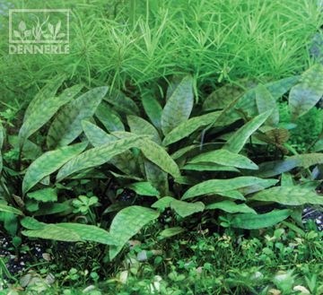 Dennerle Криптокорина пурпурная In-Vitro - растение для аквариума d30019 - фото 18953