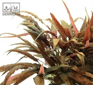 Dennerle Криптокорина родственная - растение для аквариума d774 - фото 18955