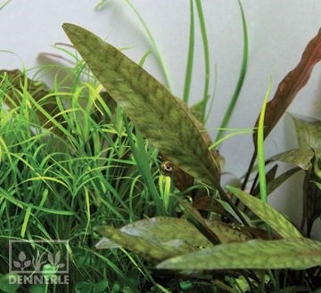 Dennerle Криптокорина сердцевидная In-Vitro - растение для аквариума d30018 - фото 18958