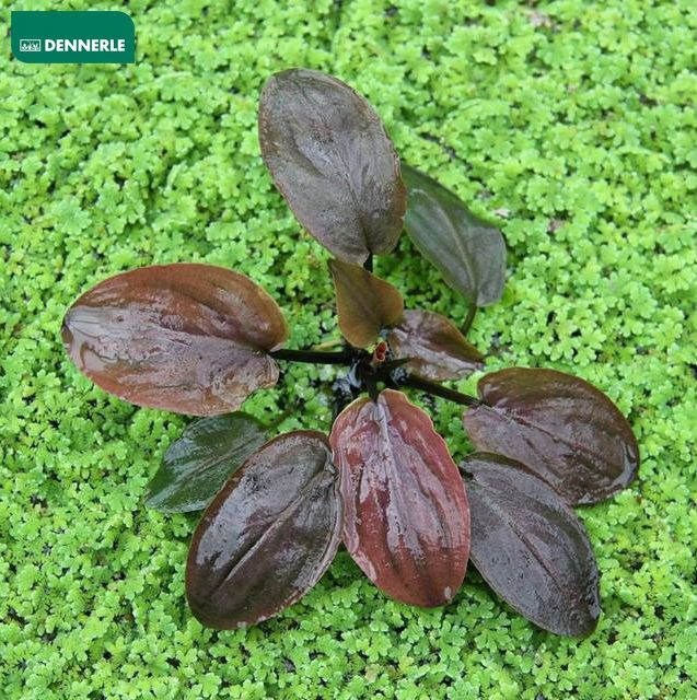 Dennerle Лагенандра Меебольда `Красная` - растение для аквариума d30092 - фото 18960