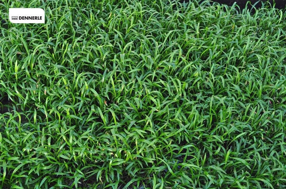 Dennerle Лилеопсис бразильский - растение для аквариума d366 - фото 18962