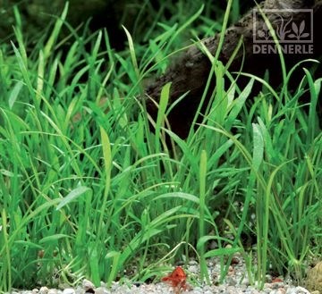 Dennerle Лилеопсис бразильский - растение для аквариума d366 - фото 18963