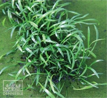 Dennerle Лилеопсис бразильский - растение для аквариума - коврик 5х5 см d30026 - фото 18966