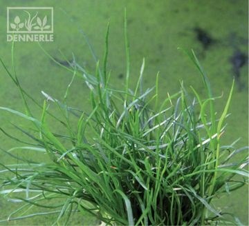 Dennerle Лилеопсис маврикийский - растение для аквариума d769 - фото 18968