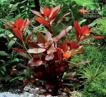 Dennerle Людвигия ползучая `Рубин`  - растение для аквариума d950 - фото 18970