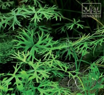 Dennerle Лютик водный  - растение для аквариума d118 - фото 18975