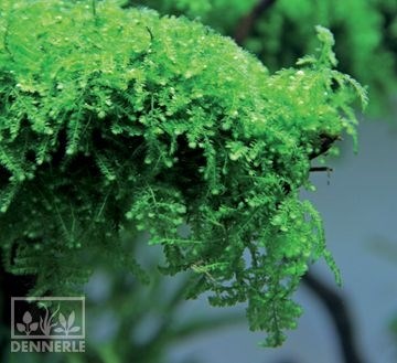 Dennerle Мох Везикулария Плакучая In-Vitro - растение для аквариума d30066 - фото 18979