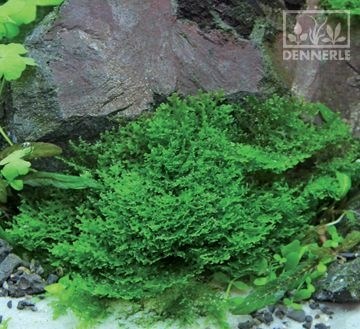 Dennerle мох рикардия - растение для аквариума d929 - фото 18983