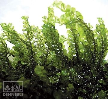 Dennerle Мох Соленостома четырехугольная, коврик d928 - фото 18985