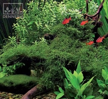 Dennerle Мох Таксифиллум Барбери - растение для аквариума d30192 - фото 18987