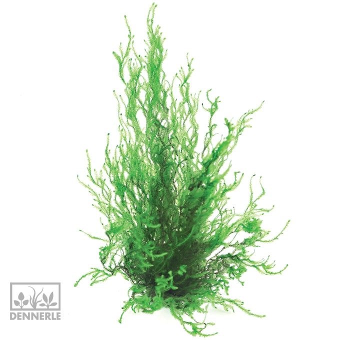 Dennerle Мох Таксифиллум Пламенный - растение для аквариума 30195 - фото 18989