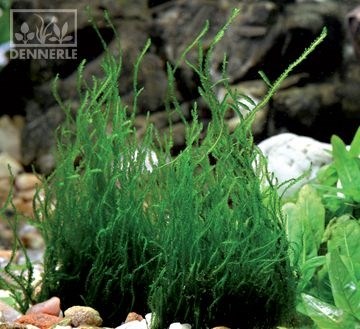 Dennerle Мох Таксифиллум Пламенный In-Vitro - растение для аквариума d30064 - фото 18992