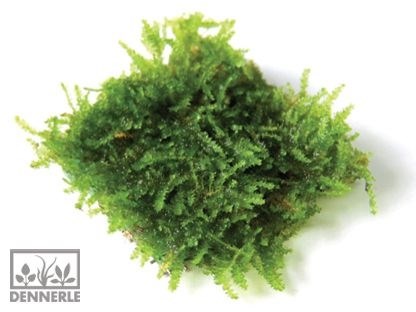 Dennerle Мох треугольный - растение для аквариума d30023 - фото 18994