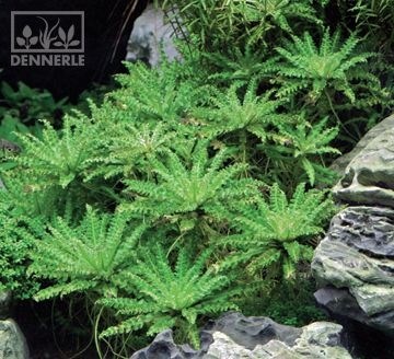 Dennerle Погостемон Хелфера - растение для аквариума d913 - фото 19004