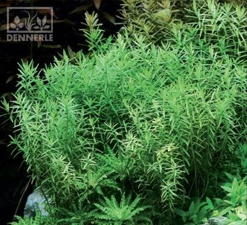 Dennerle Ротала зеленая - растение для аквариума d121 - фото 19010