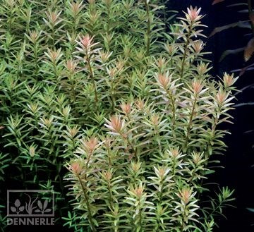 Dennerle Ротала круглолистная  - растение для аквариума d915 - фото 19012