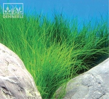 Dennerle Ситняг игольчатый - растение для аквариума d492 - фото 19015