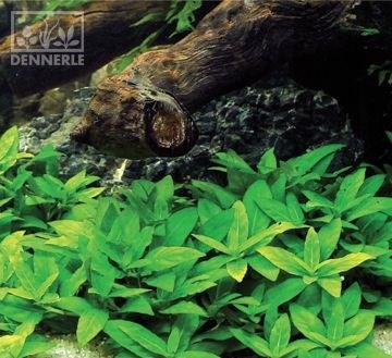 Dennerle Стаурогин ползучий - растение для аквариума d982 - фото 19024