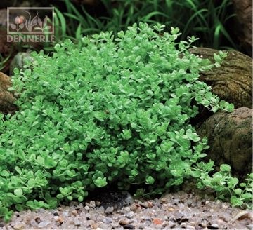 Dennerle Хемиантус `Куба` - растение для аквариума d444 - фото 19026