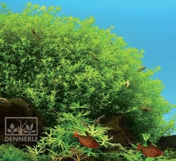 Dennerle Хемиантус гломератус  - растение для аквариума d943 - фото 19028