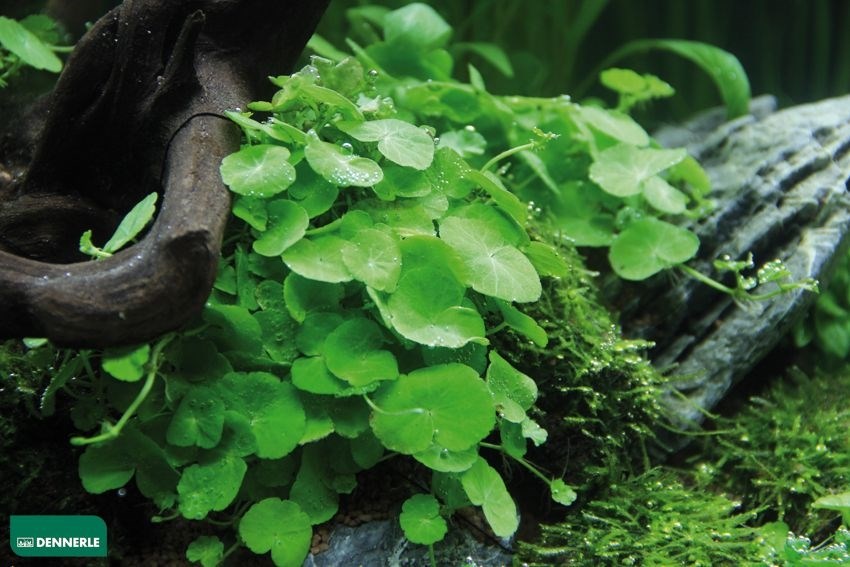 Dennerle Щитолистник мутовчатый - растение для аквариума d467 - фото 19030