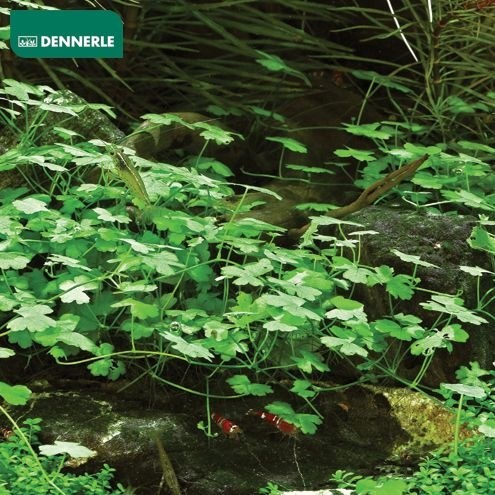 Dennerle Щитолистник трехраздельный - растение для аквариума d102 - фото 19032