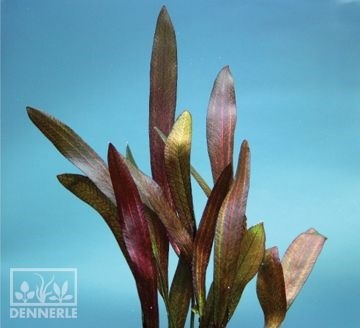 Dennerle Эхинодорус `Алая змея` - растение для аквариума d122 - фото 19034