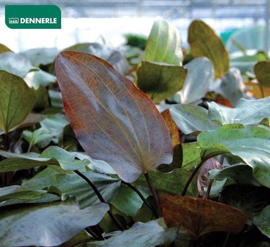 Dennerle Эхинодорус `Оцелот` - растение для аквариума d274 - фото 19038